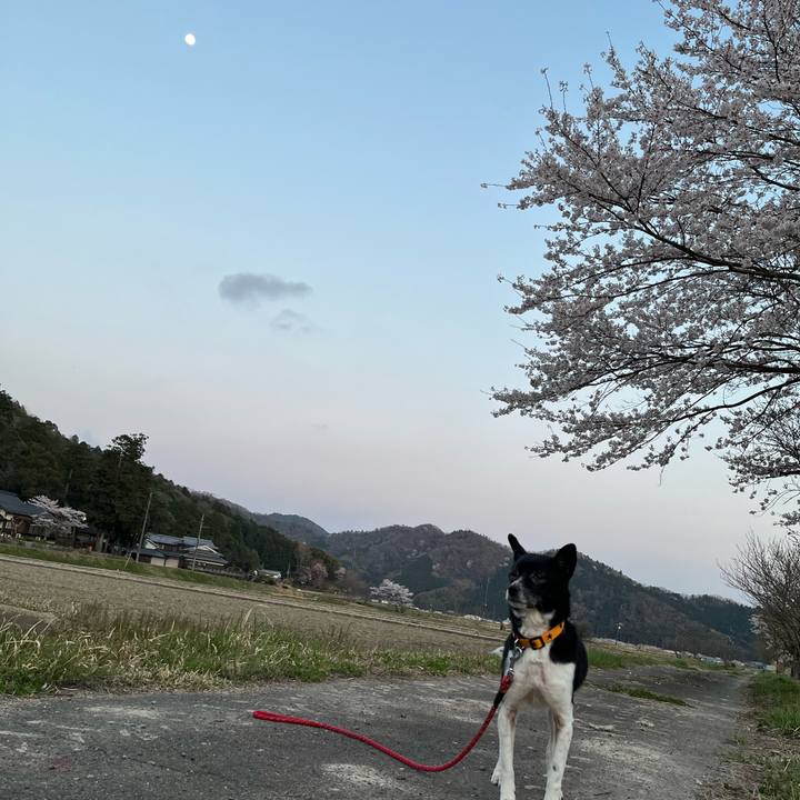 80137c0d 3783 4a83 ae08 dc3a5e8ccd66 1680580899297