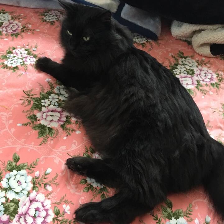 8016b785 bd67 4df3 a8c7 dc121a3f982c 1550389636932