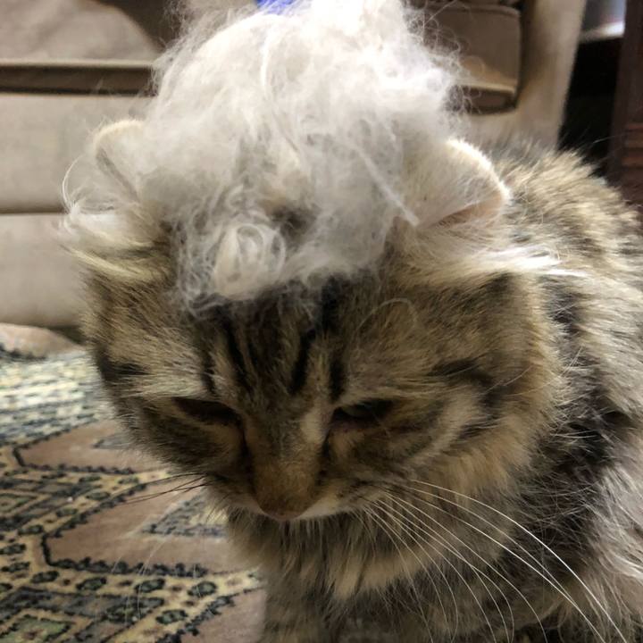 80189d9c a5c2 4f1d bd63 983e853b4a36 1544353977987