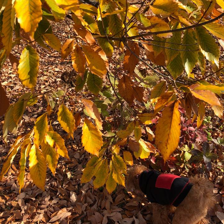 801cbdec e4c5 44e0 9d4a 206d54503f7f 1543280824466