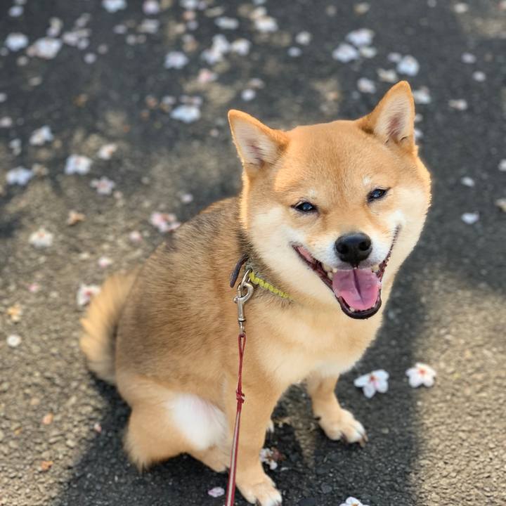 801da026 25c0 4c10 bc78 0ab1d6775498 1774681668800