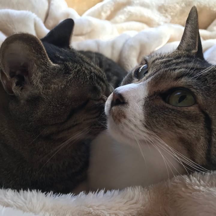 80204aa6 a578 4bfc b946 a63e02760eb9 1513299237593