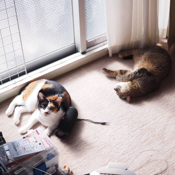 8020c6fc 8c7d 4af2 bdab 969144f1bddf 1519897772457