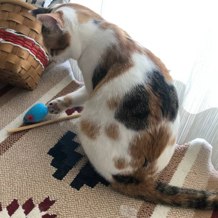 80227065 2b67 498a 8369 6f37db16ab17 1586490388418