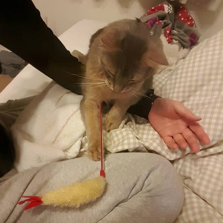 80268719 55b3 4be3 894a fdc66557cbac 1526737246215