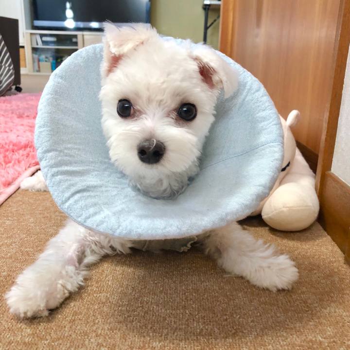 80308a7b 0f34 4e8b afd5 00bab0ed1345 1542240714878