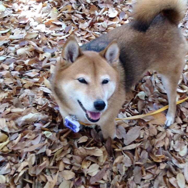 8036c652 6c53 4ac5 883b 422676096839 1512037220522