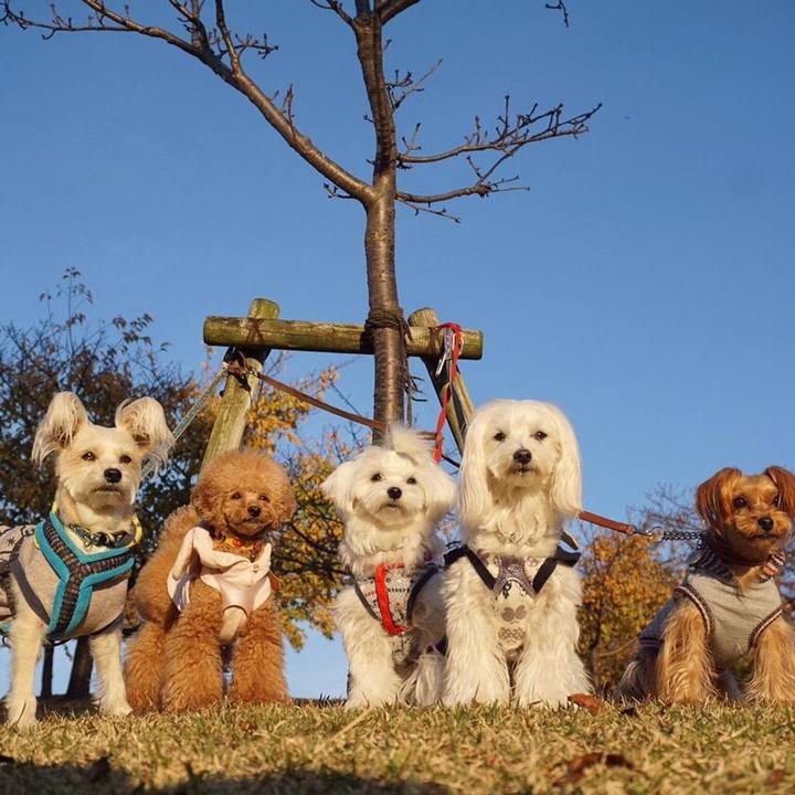 803700b8 a4bb 440d a222 271904ce602a 1542816263479