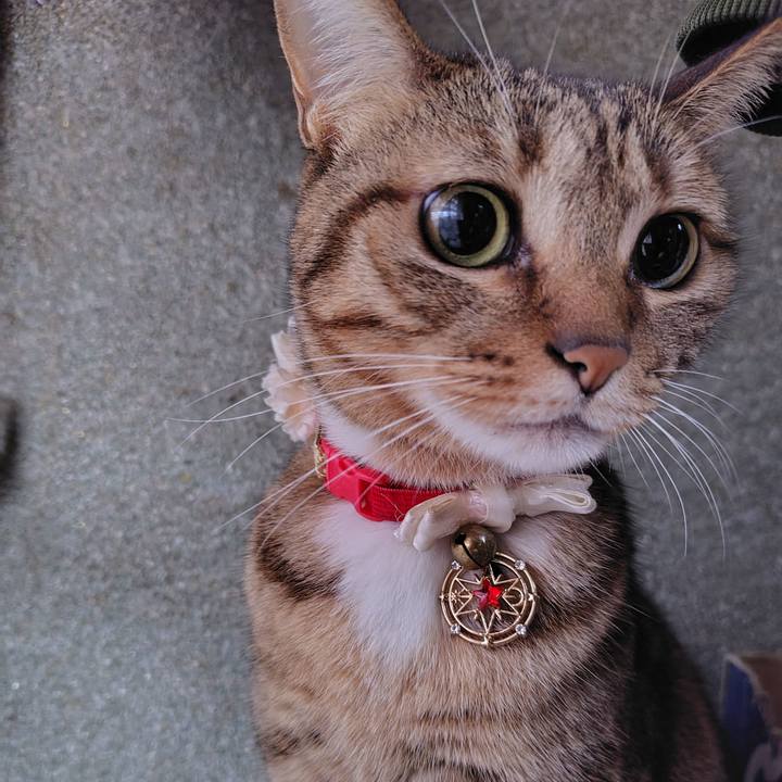 8038bec8 cdce 43bb a563 324d253bd68c 1763385013628