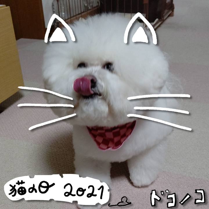 803a8fcf 39ed 4eca ab01 272f0afae26f 1614000929515