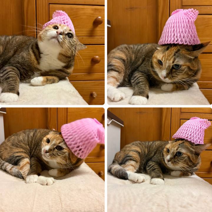 803c6c8e cfc2 47c9 bd43 8f1b4f0eb503 1763551520825