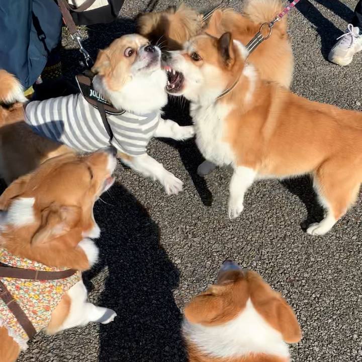 803c9cce b2c3 4119 b49f 1fcc3043ddb0 1574996435724