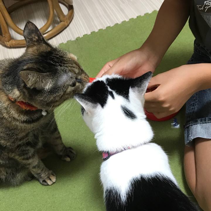 803dc606 4553 4092 b379 2e9462d74c8e 1533556282015