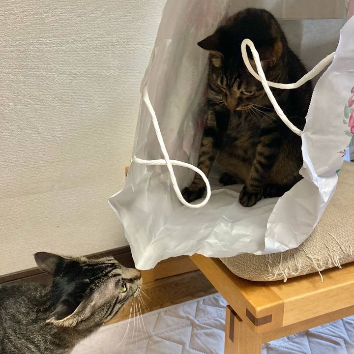 803dedda 725e 4690 a63f e522d73fbeba 1626433035163