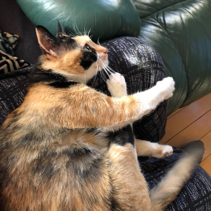 803ed6fc 7775 4a19 93c1 367efd67762d 1551479778561