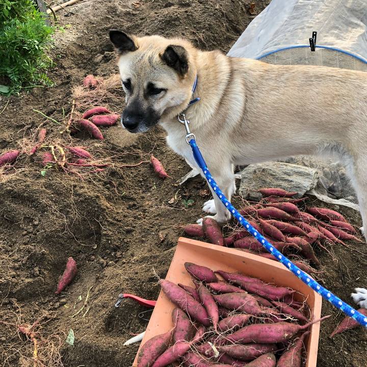 803f464b e352 4867 b5ae f87b4c97e6d0 1539693425918