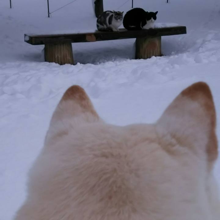 803fdeac e29b 4f3c 8686 0171d4fd2b92 1518424571678