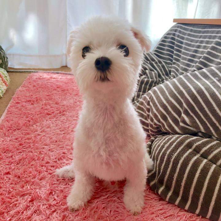 8046c16d 1ee8 4645 8714 81d519cf4612 1543911792624