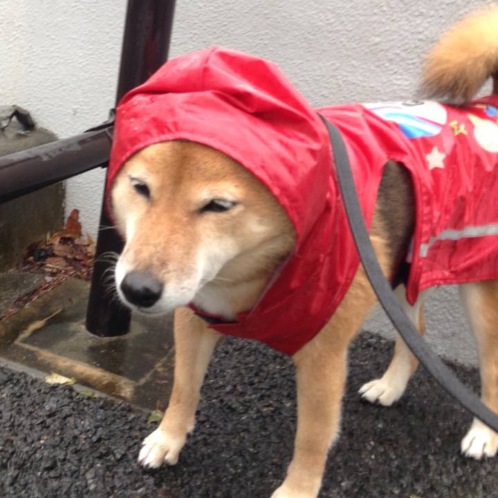 804d5478 ca5d 41ad a62e 2df280b0cdbe 1509249023191