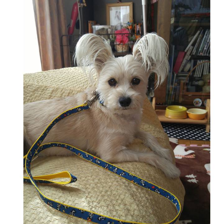 804dbadc 1e58 4d54 9528 4dea043761be 1516506603077