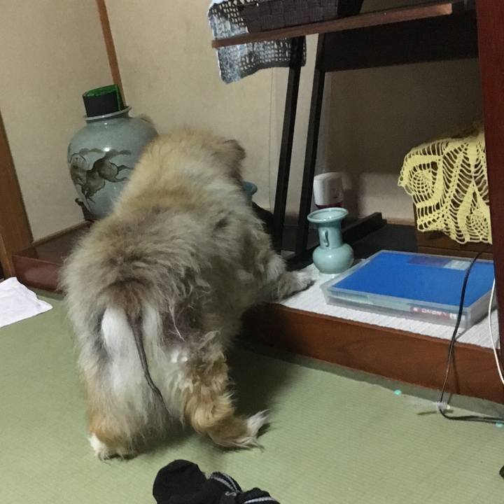 80514483 2fdc 4be2 8078 6df9791560d3 1585493683244