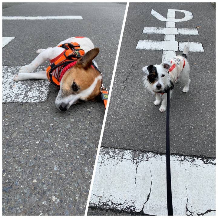 80534074 fbbd 4f48 8ed8 6c31af6cfeec 1557881975674