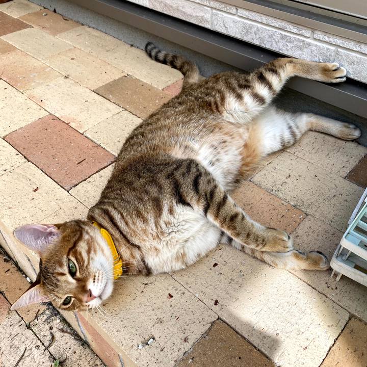 805ac5c4 ffb4 47cf 91e2 7656a8fa996c 1602760198196