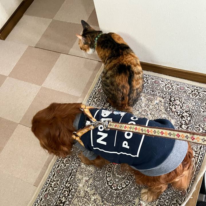 805be6ef c292 4407 b53b 0ced0015ef29 1741479791088