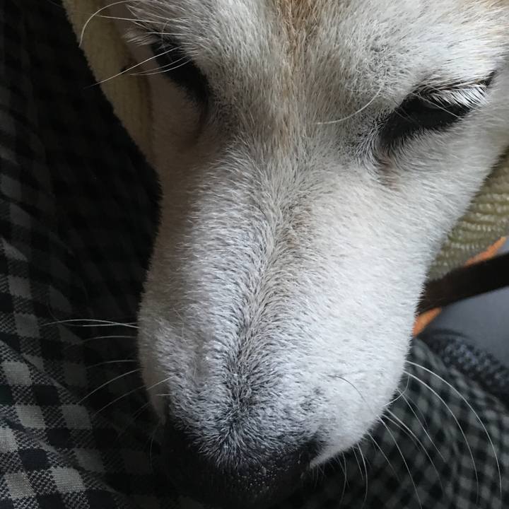 805cc69a 6b0b 4b2c 8450 11f3c3b8bb03 1526210153226