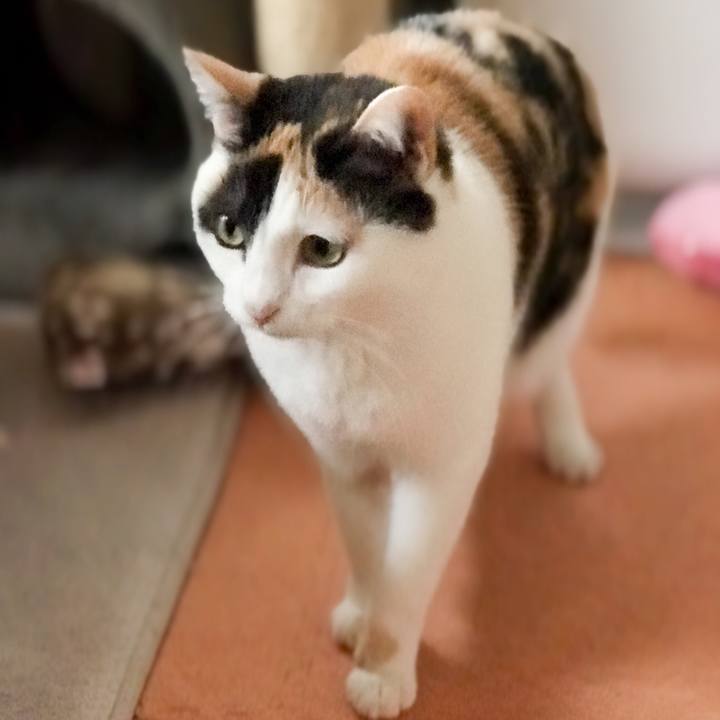 8061c60d bc27 4844 b530 164784231ff3 1524102216094