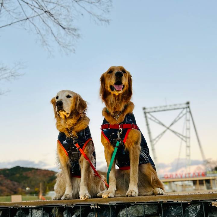 806775e8 f613 4f2e ae5e f91e7fc72598 1765275059743