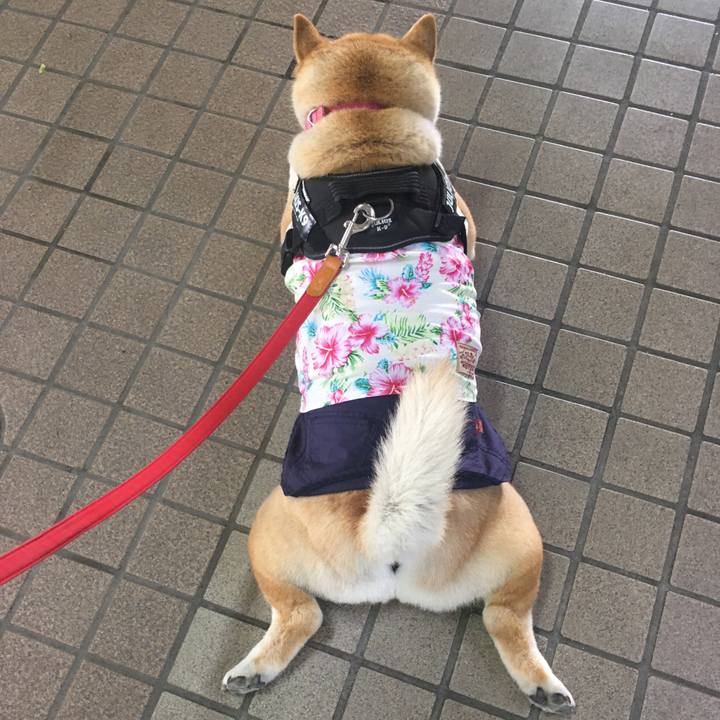 806919e5 5186 4f63 8587 0fd7d421eb56 1588474439046