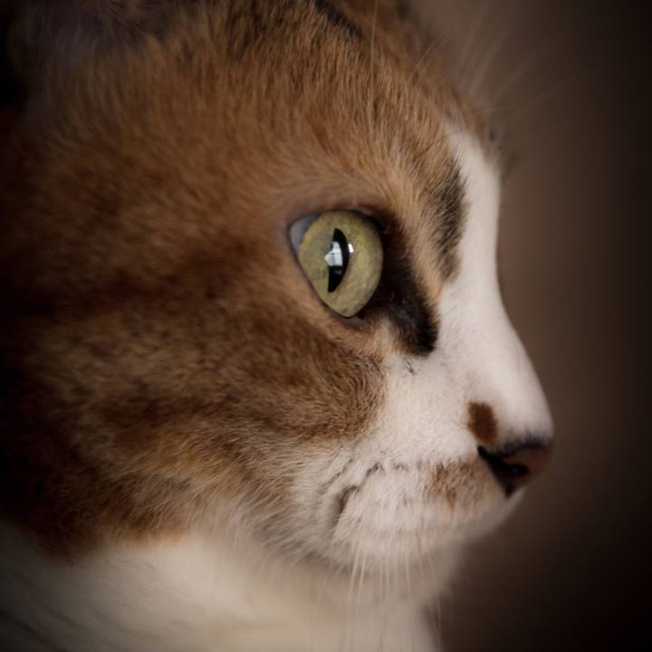 806ae6c8 4f81 4402 9cd3 f5d7b0446b97 1603514519628