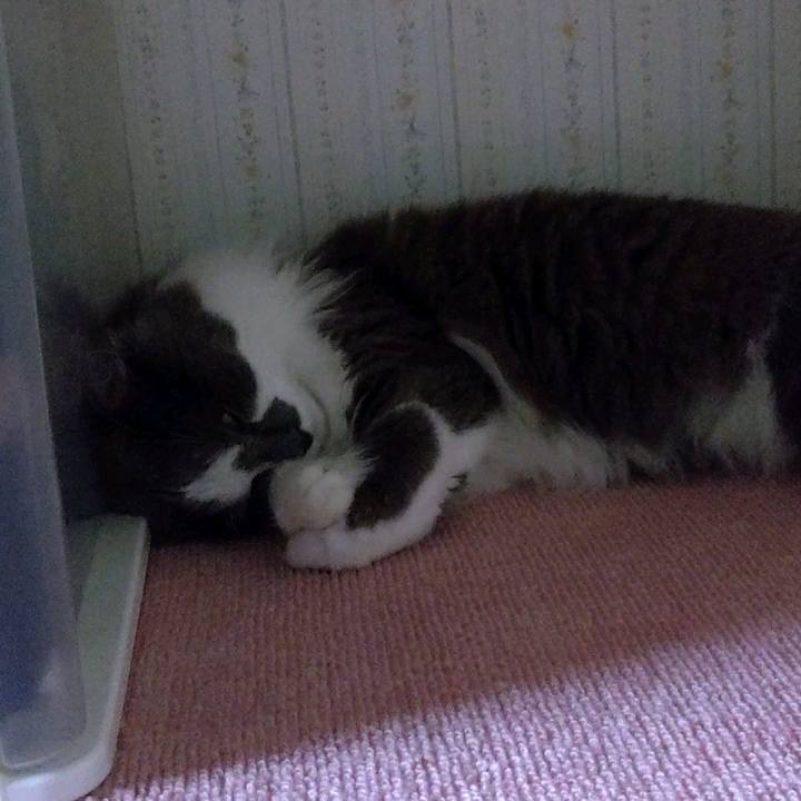 806b0245 1f88 43cc b9f4 952dff3ee9a6 1593909533363