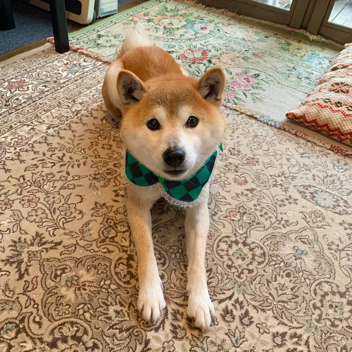 806b0319 8e09 4edc 99a2 9d34e29682c9 1616664184964