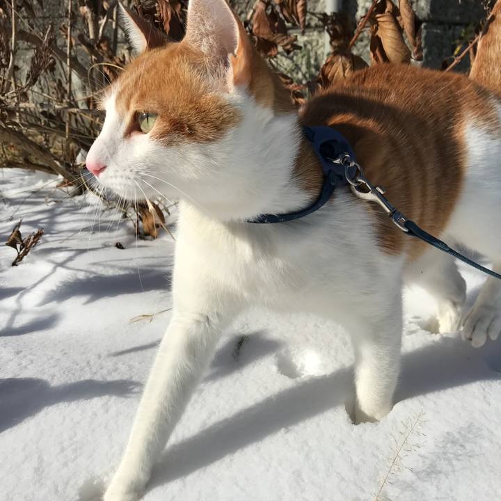 8070954d 4528 4745 b96e 0660cf6315ed 1514435087197