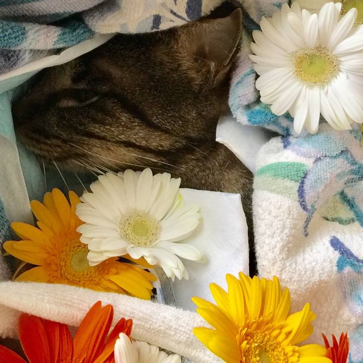 807100c9 51a8 45d4 b576 37071fe1245a 1535250246005