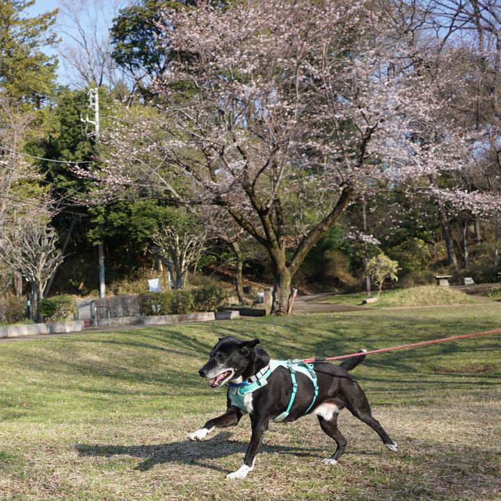 80732cce a1df 4bb0 86ab dc0011bbc4af 1774055036371