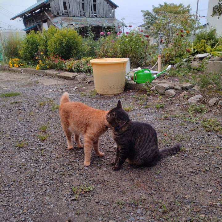 807481cf 60d7 4dbb b3bb 4575fcc479f5 1694212061299