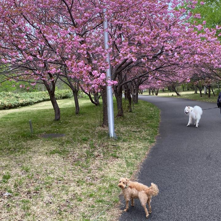 80766c52 7f69 4c98 93a1 ba882368e4d6 1621122172165