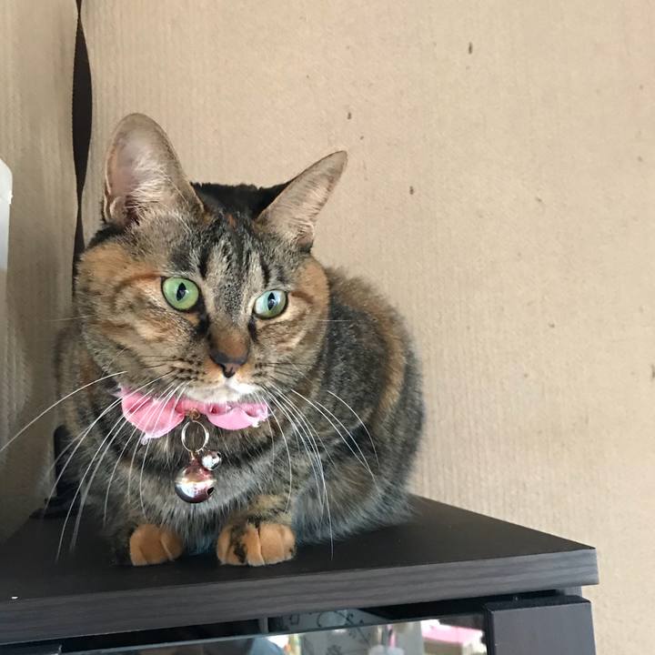 80777a55 30bc 4a3f be3f 0d3390fd0492 1512603997275