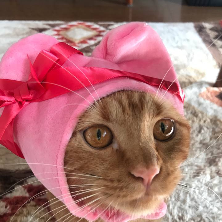 8082c7e1 966e 4aae 8a38 3d8d1375ea80 1518568731971