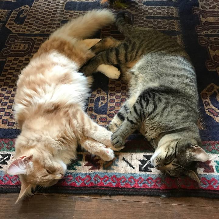 8082df1a 9461 4840 834d 94472e84589e 1519270906618