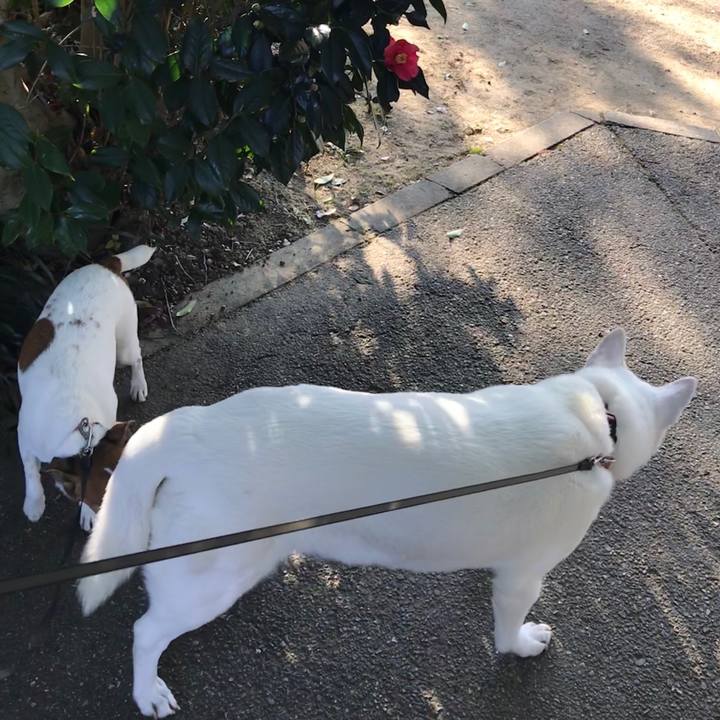 8086c1d5 b428 494e b04c edc765f8bc02 1513999723769