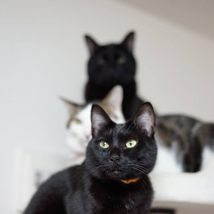 8086df4e a9e0 479e b910 755479fea34c 1547630237460