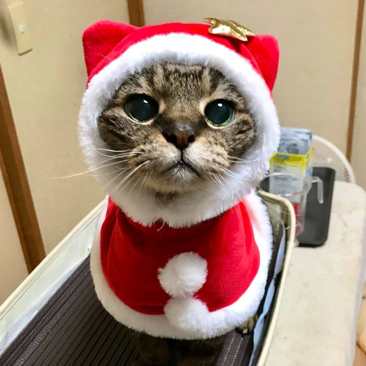 8088db0c b032 4bd9 8ed6 1f0900944688 1764211802223