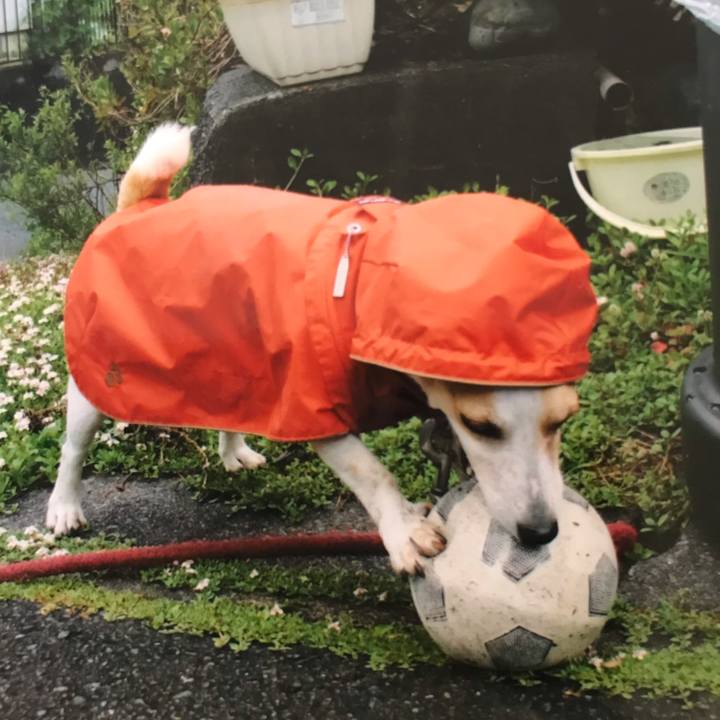 808b51a9 2dde 408c a6bd e48b743a8224 1591059929210