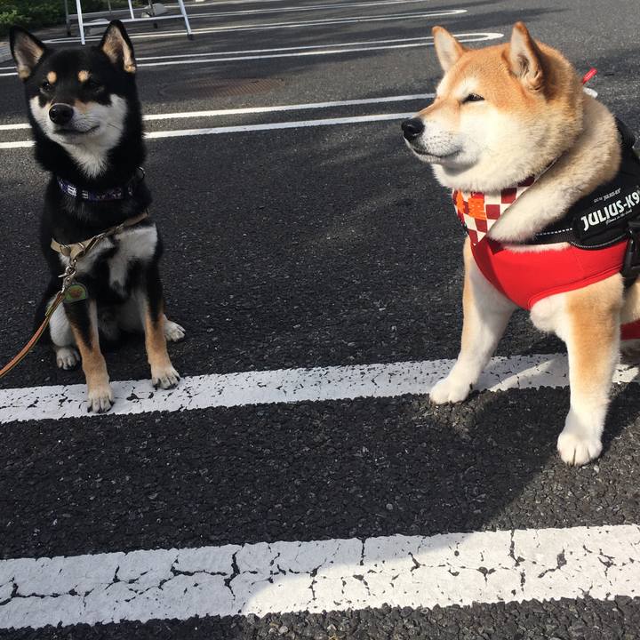 808caf93 e747 4a2d 92e1 41f86f79899c 1575196946291