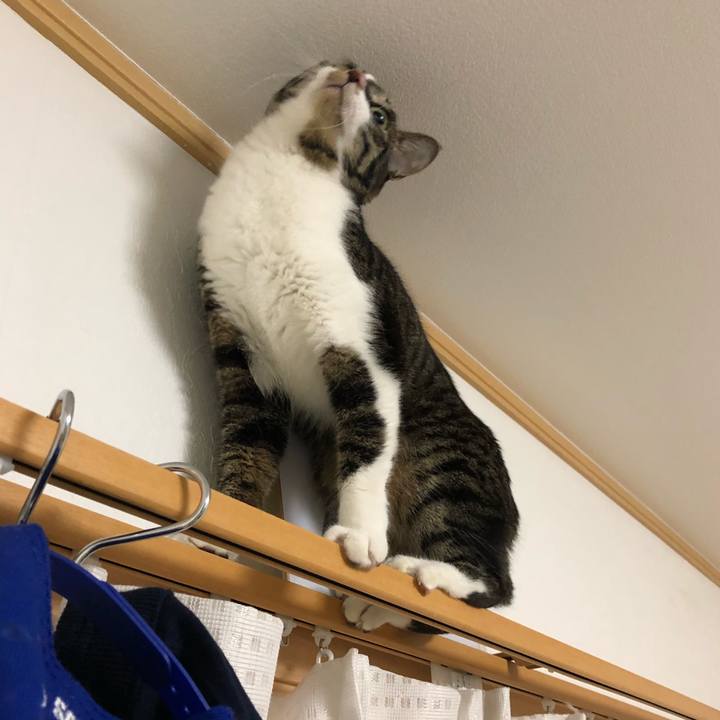 808cba80 2593 4976 846c 0c7b1bbcc803 1520051029109