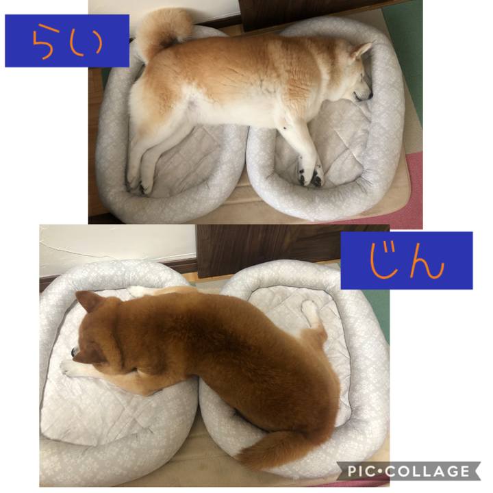 808e3a87 c2a4 4e5d 89f2 ea54dddfc683 1593125652371